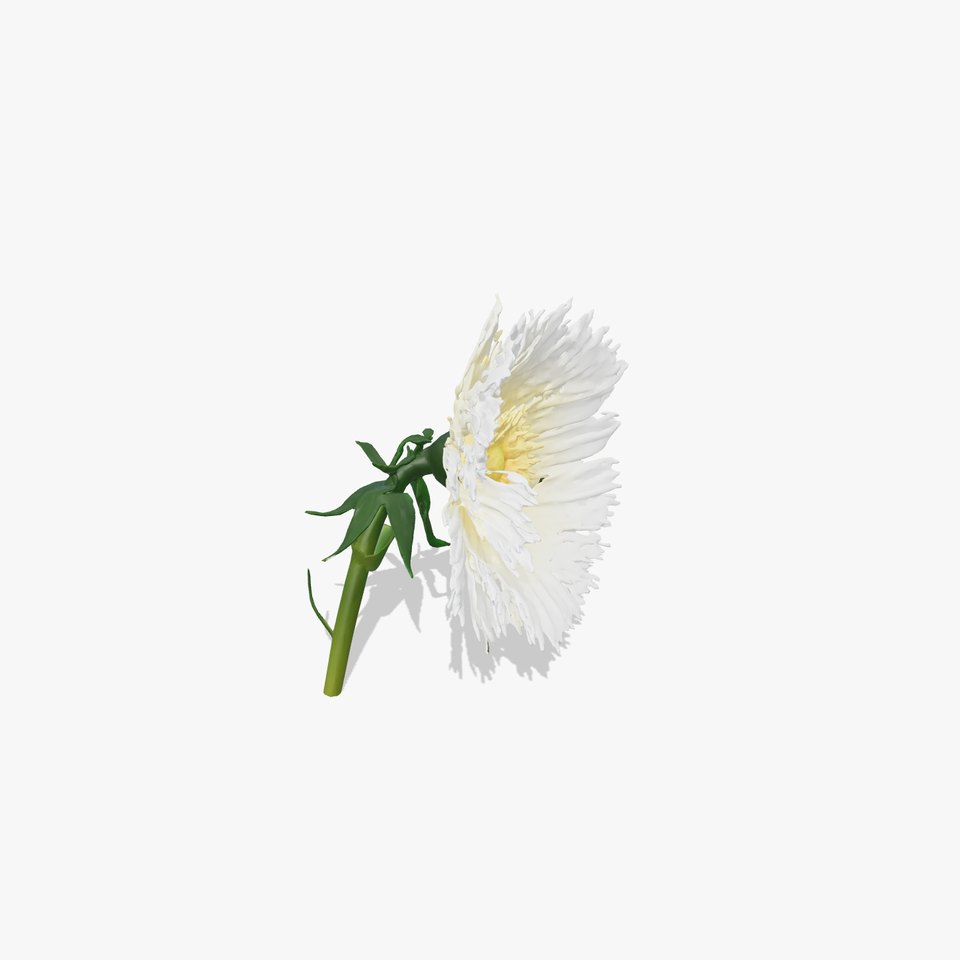 White Cornflower Realistic Floral Model Pack